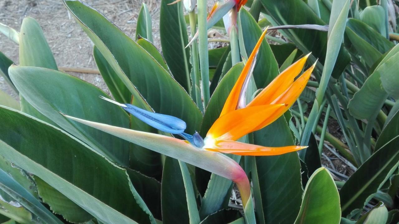 Finca Patio Canario Arona  Zewnętrze zdjęcie